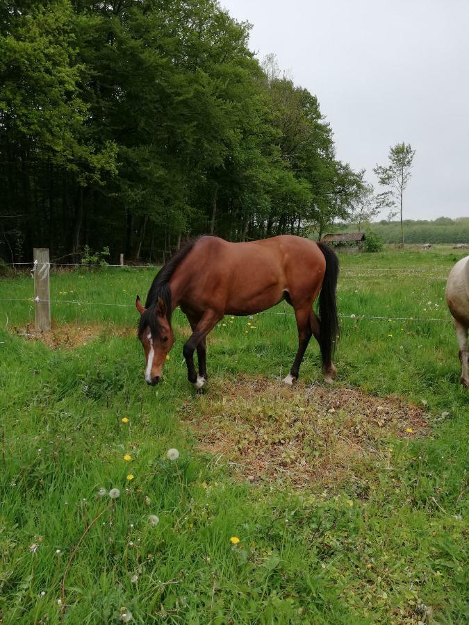 Tankefuld Living'S Horsefarm Apartamento Svendborg Exterior foto